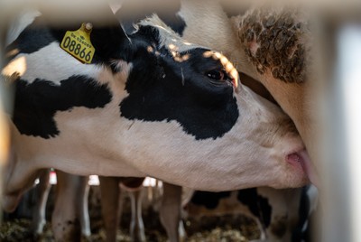 Kráva z Dánska saje mléko se struku jiného zvířete na odpočívadle v Turecku - Nevinné oběti